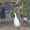 Tierlignadenhof Kaisten – Besuchstag