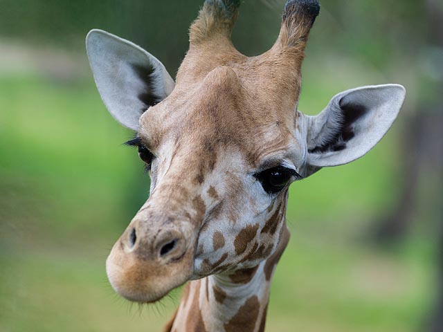 Kordofan Giraffe