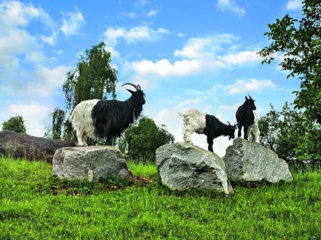 Walliser Schwarzhalsziegen im Tierpark Weihermätteli.
