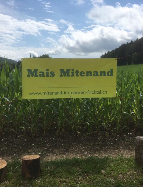 Das Maisfeldlabyrinth des Vereins Mitenand im Oberen Fricktal ist ein Besuchermagnet. Foto: zVg