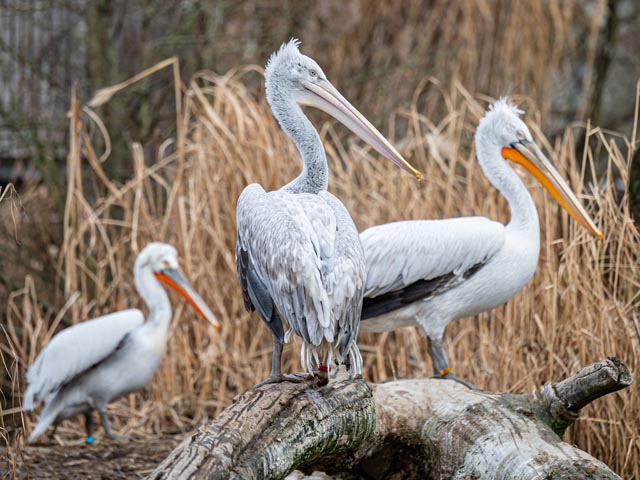 Krauskopfpelikan. Foto: Zoo Basel