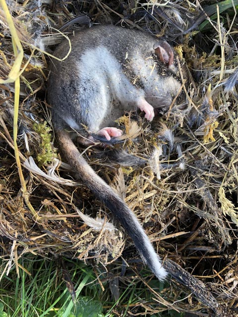 Zum ersten mal seit 100 Jahren wiederentdeckt in Solothurn: Der Gartenschläfer. Foto: Erich Linz