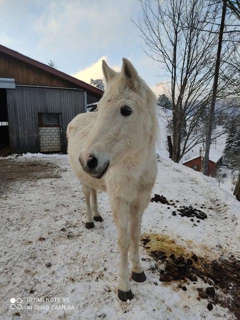 Foto: Polizei BL
