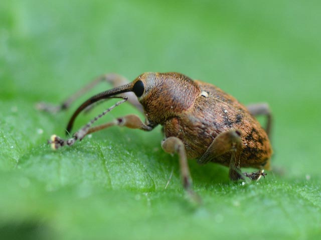 Eichelbohrer (Curculio glandium). Foto: Christine Frauchiger
