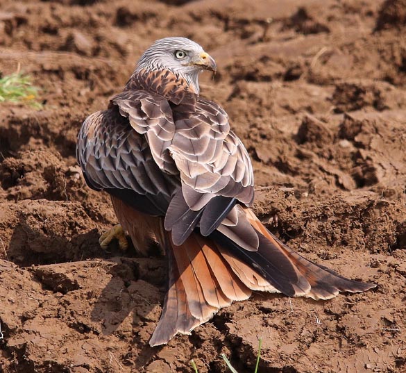 Foto: © Markus Schuhmacher