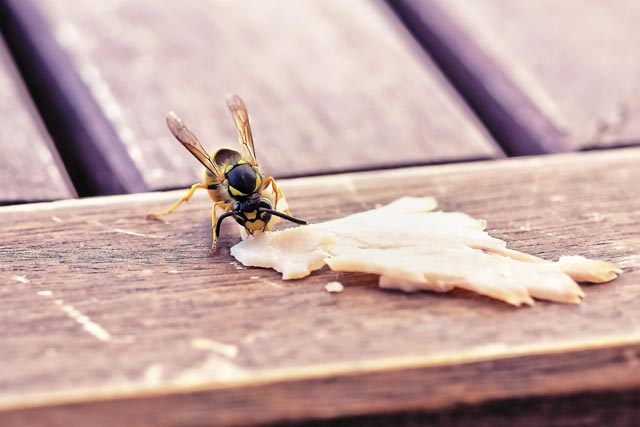 Eine Wespe nagt an einem Stück Schinken. Foto: Michael Gaida/pixabay.com
