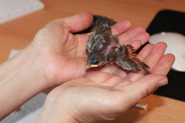 Bei dem kleinen Burschen fehlen noch ein paar Federchen, bis er in die Freiheit entlassen werden kann. Foto: Sonja Fasler