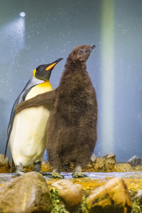 Stolzer Nachwuchs bei den Königspinguinen. Foto: Zoll Basel