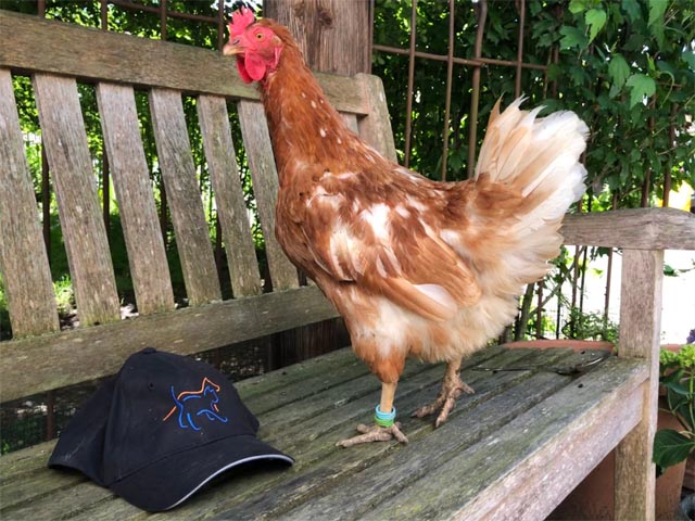 Auch Nutztiere verdienen artgerechte Rettung. Foto: SUST