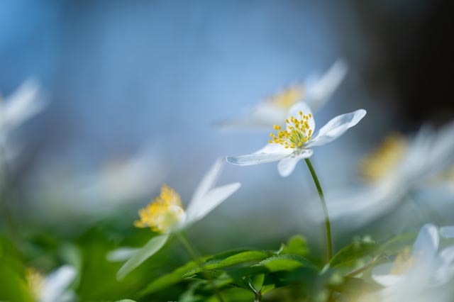 Foto: Paul Trummer, Rheinfelden