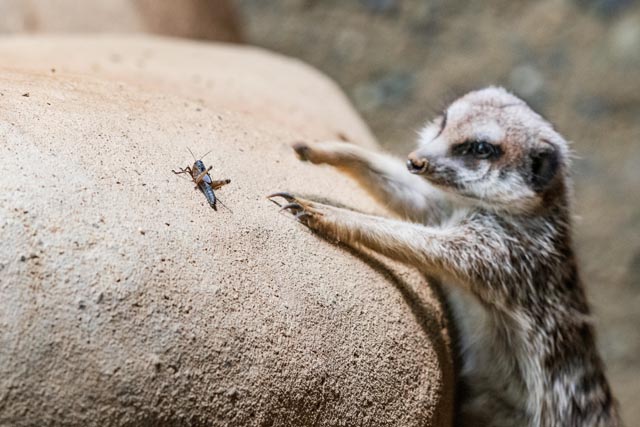 Das Erdmännchen lauert auf den Leckerbissen in Form einer Heuschrecke. Foto: Zoo Basel