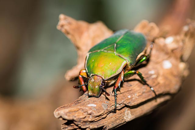 Der Rosenkäfer schillert in bunen Farben. Fotos: Zoo Basel