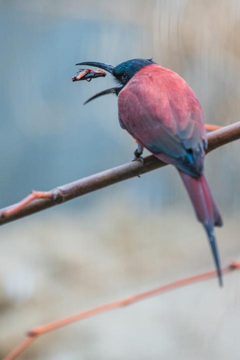 Die Nahrung scheint dem Spint förmlich in den Schnabel zu fliegen. Foto: Zoo Basel