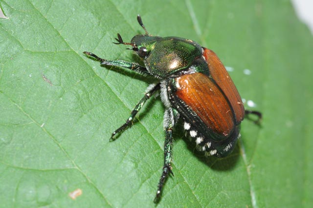 Adulter Japankäfer. Foto C. Schweizer, Agroscope