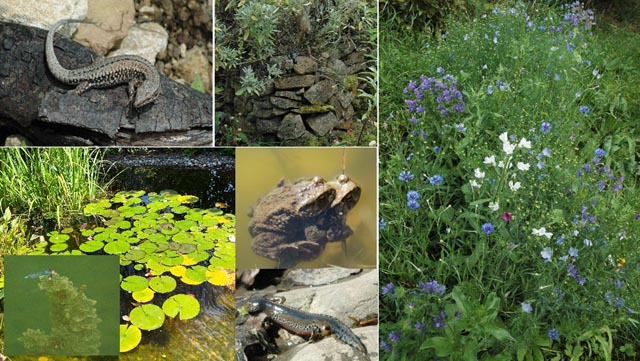 Trittsteingärten födern die Artenvielfalt. Foto: Esther Sonderegger