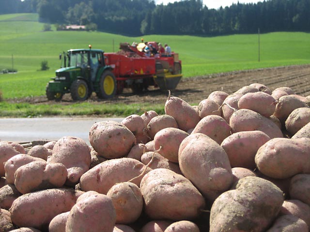 Der Kartoffelanbau war zuletzt ziemlich herausfordernd. Foto: lid