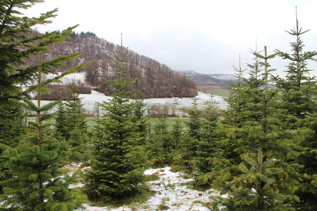 Frische Weihnachtsbäume aus dem Jurapark; Impression vom Weihnachtsbaumverkauf in der Jurapark-Gemeinde Wölflinswil Foto: © Jurapark Aargau