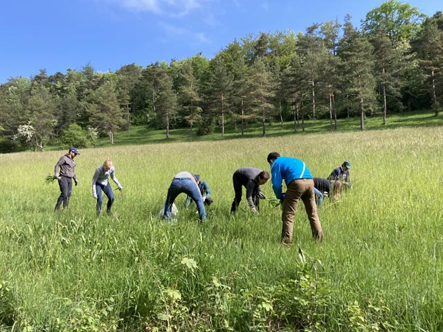 Ein Team von Sparrow Ventures im Mai bei der Neophtenbekämpfung auf dem Eichhof Bözen. Foto: zVg