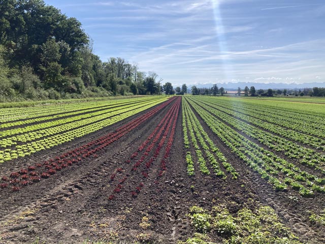 Die Pflanzen- und Pilzproduktion: Unter anderem die wechselhaften Wetterbedingungen, aber auch Schädlinge und Krankheiten sowie ökonomische Herausforderungen beeinflussten das Wachstum und die Erträge der verschiedenen Pflanzenbaukulturen. Foto: zVg