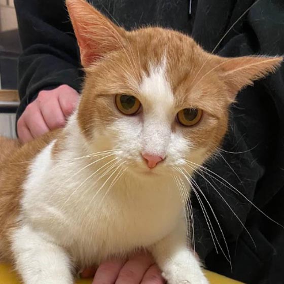 Eine der Katzen, die in ein Tierheim vermittelt wurden. Foto: © Veterinärdienst, Amt für Verbraucherschutz, Kanton Aargau