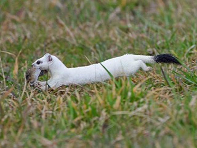 Hermelin mit braunem Sommer- und weissem Winterfell, charakteristisch ist immer die schwarze Schwanzspitze. Foto: Jurapark Aargau © Marcel Ruppen; www.vogelbilder.ch