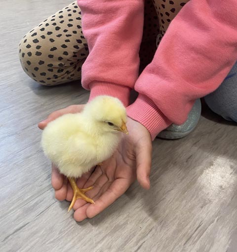 Die Entwicklung vom Ei bis zum Küken. Foto: zVg