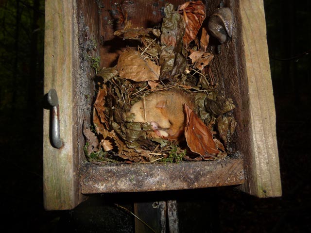 Noch besser als Vogelnistkästen sind Nisthilfen, welche explizit für die Haselmaus konzipiert wurden, denn bei diesen befindet sich das Eingangsloch am Stamm an. So kann die Haselmaus geschützt vor Räubern direkt über den Baumstamm in die Nisthilfe gelangen. Foto: zVg