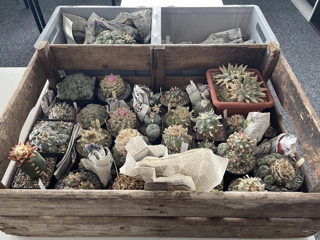 Sichergestellte Kakteen. Foto: BAZG