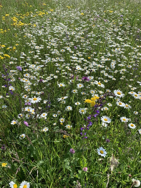 Foto: Margrit Freudemann