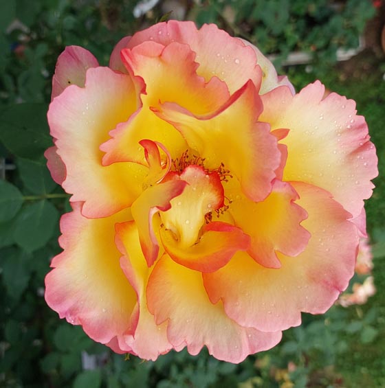 Einfach nur schön – die Rose Gloria Dei. Foto: Olivia Di Marco, Frick