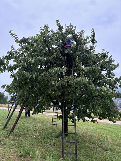 Kirschenernte im Regen. Foto: zVg