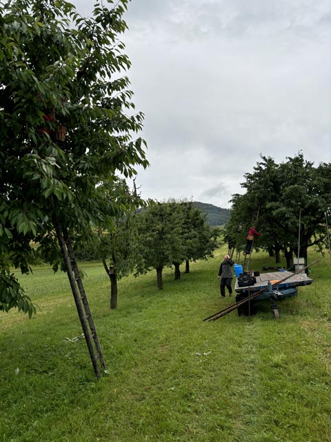Kirschenernte im Regen. Foto: zVg