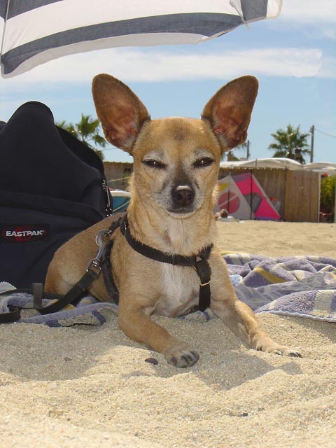 Hund am Strand. Foto: Copyright: Susy Utzinger Stiftung für Tierschutz
