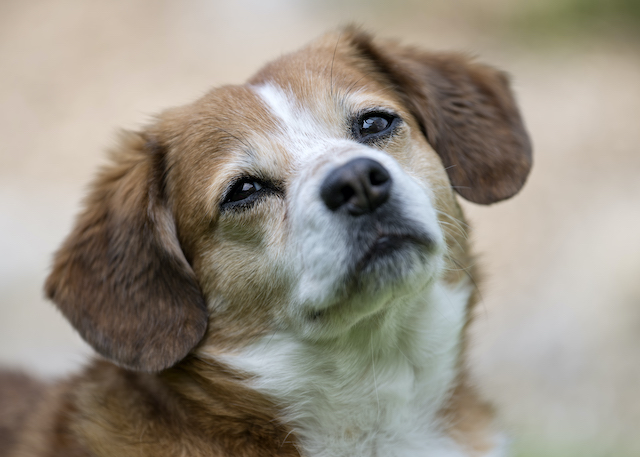 1.-August-Feuerwerk: Nicht nur Haustiere haben Angst