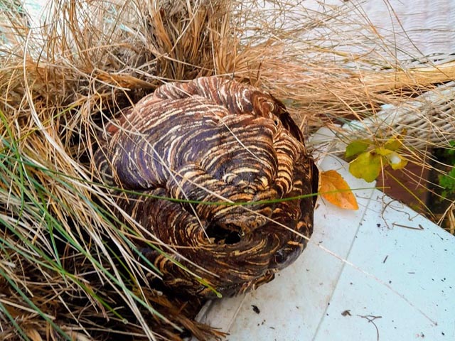 Vornest der Asiatischen Hornisse. Foto: zVg