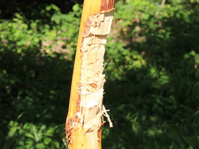 Die Rinde wurde restlos abgeschält und das Stämmchen zusätzlich mit einem Gertel oder einer Axt beschädigt. Foto: Dieter Deiss