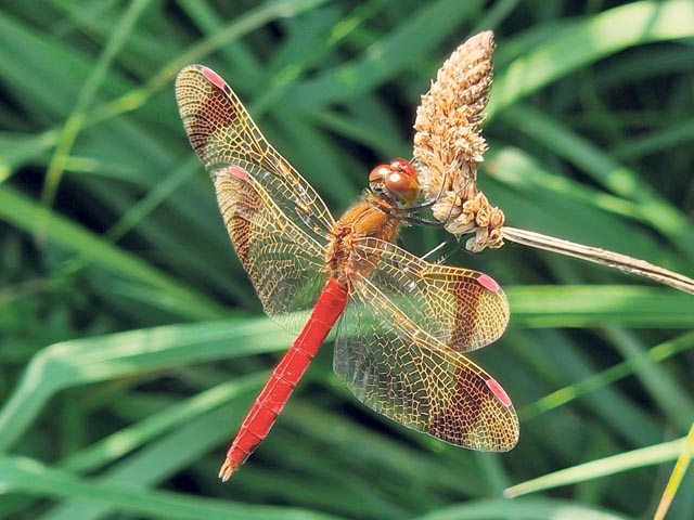 Heidelibelle. Foto: zVg