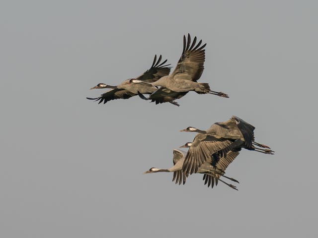 Der Durchzug der Kraniche mit ihren trompetenartigen Rufen ist ein Naturspektakel, das wir vermehrt auch in der Schweiz beobachten können. Foto: © Marcel Burkhardt.