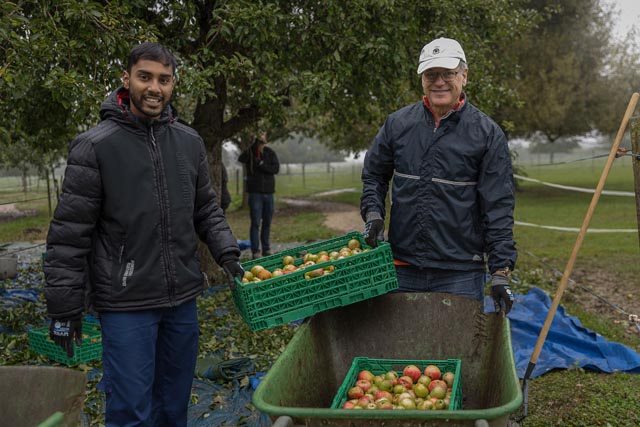 Klienten der Stiftung FARO beim Aufsammeln der Äpfel – bei jedem Wetter. Foto: © Chris Iseli / Coopzeitung
