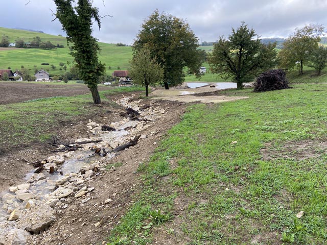 Gansingen/Büren: Renaturierung Bisletenbächle – «Ein Gewinn für die Natur»