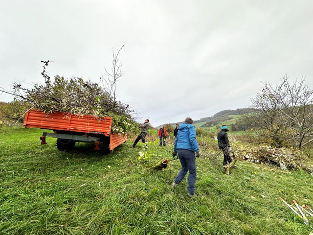 Asthaufen bauen im Rebberg. Foto: © Jurapark Aargau