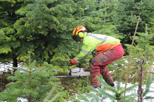 Frische Weihnachtsbäume aus dem Jurapark Aargau. Das Bild stammt vom Weihnachtsbaumverkauf in der Jurapark-Gemeinde Wölflinswil. Foto © Jurapark Aargau 