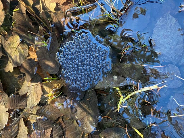 Amphibienwanderung hat begonnen