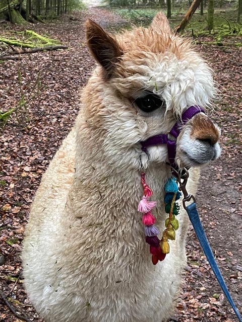 Foto: Carmen Wüthrich, Oeschgen