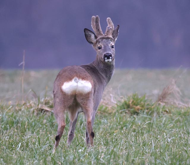 Beobachtet: Rehbock im Bast