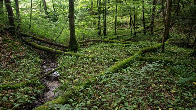 Lebendige Biodiversität im Wald des Pro-Natura-Naturschutzgebiets Les Heurtous im Berner Jura. Foto: © Raphael Weber 