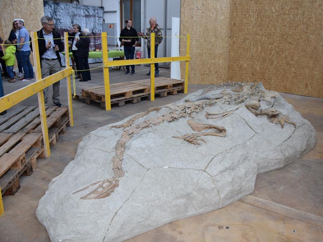 Der Fricker Plateosaurus XL in seiner ganzen Pracht. Foto: Jörg Wägli