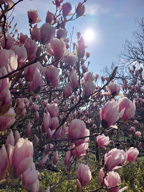 Foto: Olivia Di Marco, Frick