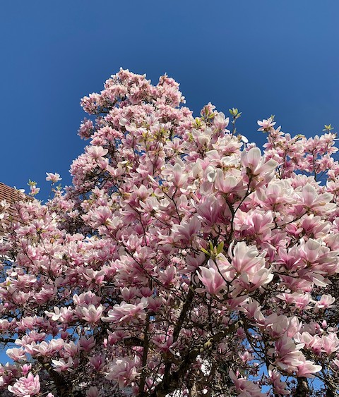 Beobachtet: Magnolien in voller Blüte, gesehen in Kaisten