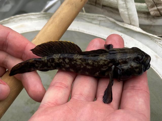 Schwarzmundgrundel in Rheinfelden. Foto: Kanton Aargau